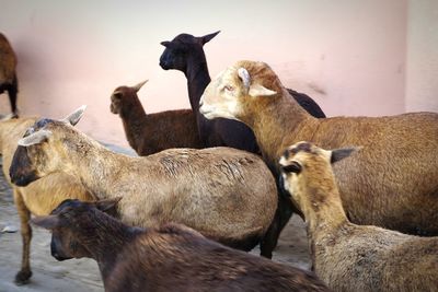 Sheep and goats in a batey in the dominican republic.