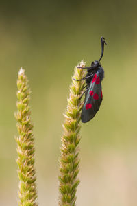 Close-up of insect on flower