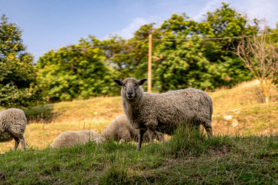 Sheep in a field into monte isola, lake iseo