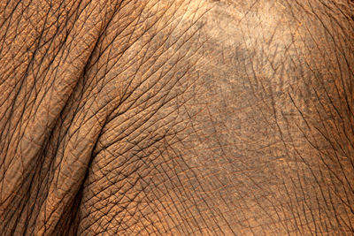 Full frame shot of elephant