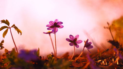 Close-up of pink cosmos flowers blooming against sky