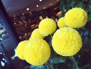 Close-up of yellow flowers
