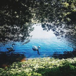 Birds swimming in lake