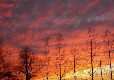 Low angle view of bare trees at sunset