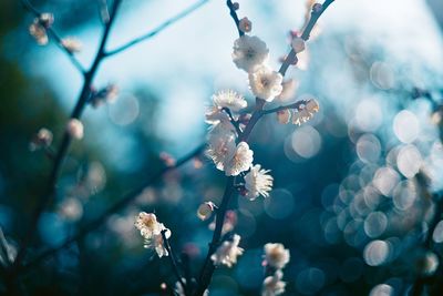 Close-up of cherry blossoms in spring