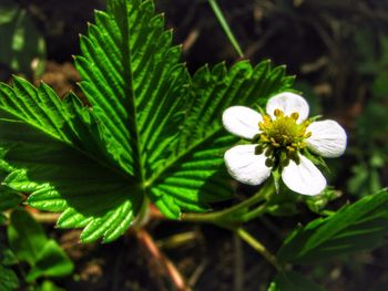 Close-up of flower blooming outdoors