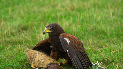 Bird perching on a field