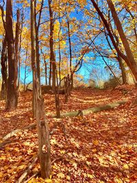 Trees in forest during autumn