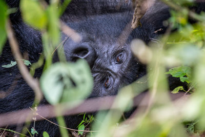 Close-up of gorilla amidst plants