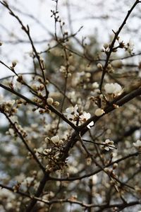 Close-up of white flowers on branch