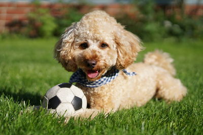 Close-up of dog ball on grass