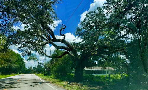 Road amidst trees against sky