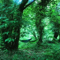 Trees in forest