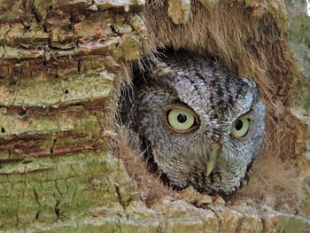 Close-up portrait of owl