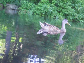 Duck swimming in lake