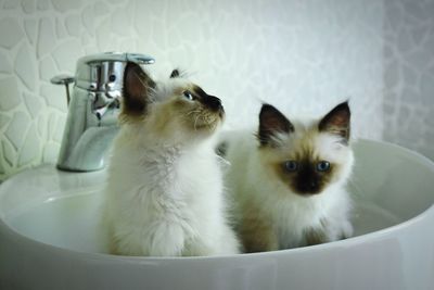 Portrait of cat in bathroom