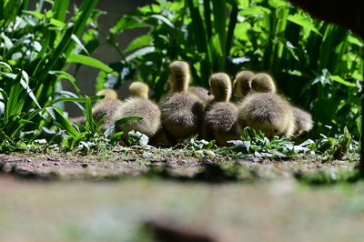 Close-up of ducklings on field