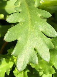 High angle view of wet plant