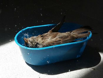 View of blue turtle in water