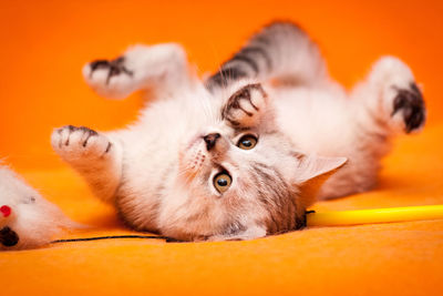 Funny black and white british kitten lying upside down on an orange background