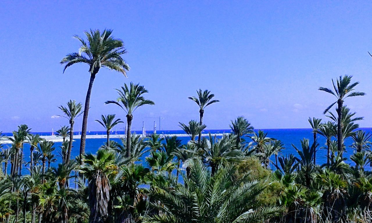 palm tree, blue, growth, tree, nature, beauty in nature, clear sky, sky, outdoors, tranquil scene, scenics, no people, day, tranquility, low angle view, plant