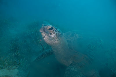 Turtle swimming in sea