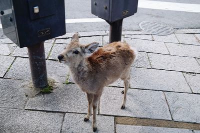 High angle view of dog standing on footpath