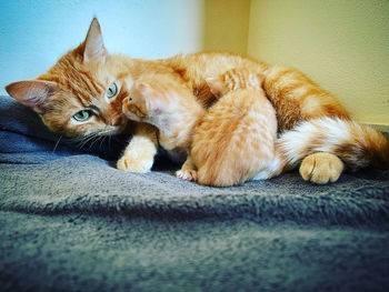 cat