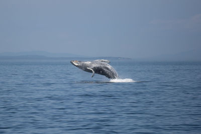 Whale swimming in sea against clear sky