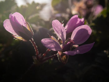 Close-up of pink flowering plant