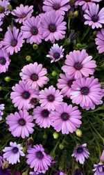 High angle view of pink flowers