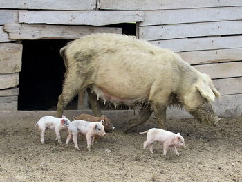 View of sheep in pen