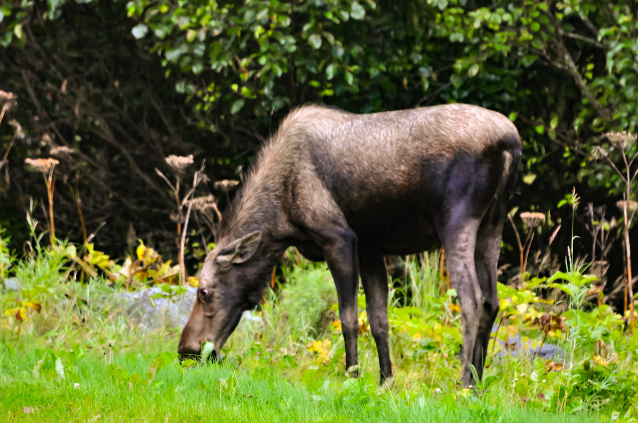 Kincaid Park, Anchorage