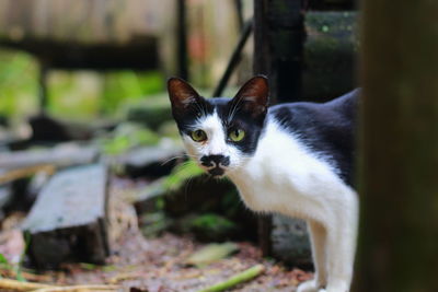 Male cats hide behind wood while eyeing targets. beautiful animals, indonesia, february 2022