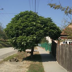 Narrow walkway along buildings
