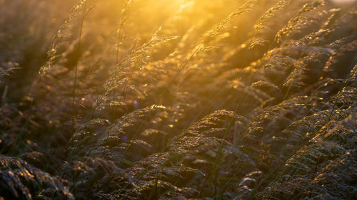 Close-up of crops on field