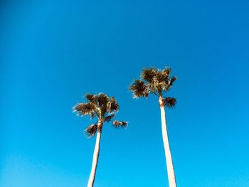 Low angle view of palm tree against clear blue sky