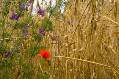 Close-up of wheat growing on field