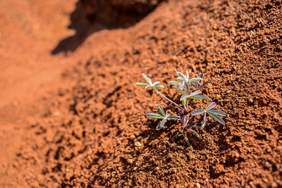 High angle view of dead plant on land