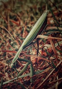 Close-up of fresh green grass in field