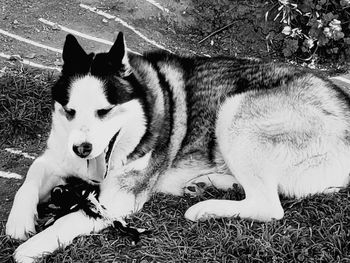 High angle view of dog lying on field