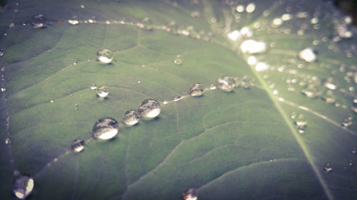 High angle view of raindrops on plants