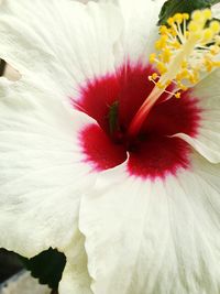 Close-up of hibiscus blooming outdoors