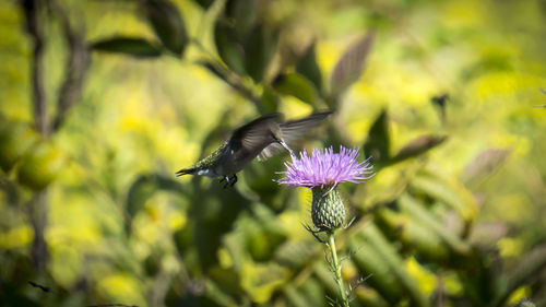 Close-up of purple flower blooming in garden