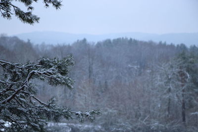 Trees in forest during winter