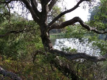 Low angle view of tree against sky