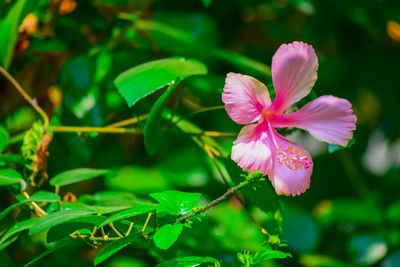 Close-up of pink flowering plant