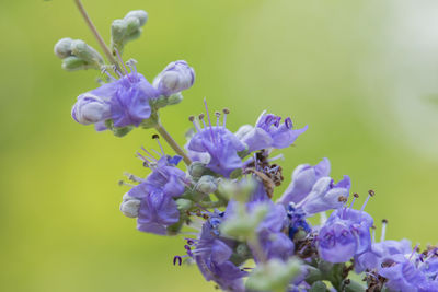 Close-up of insect on purple flowers