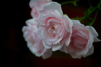 Close-up of pink rose