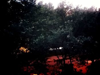 Low angle view of silhouette trees against sky at night